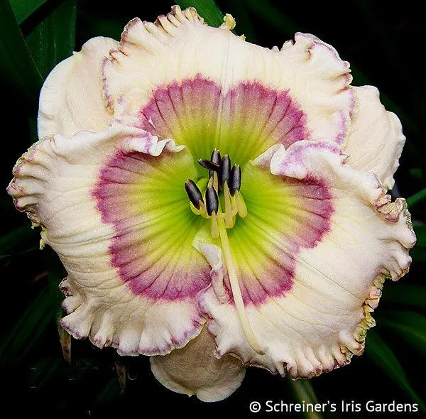 Willamette Mist Daylily Hybrid 1
