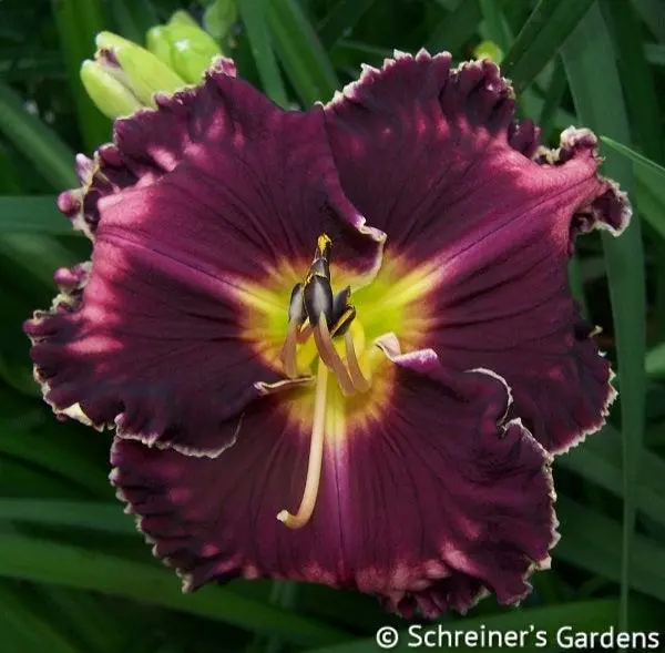 Witches’ Sabbath Daylily 1
